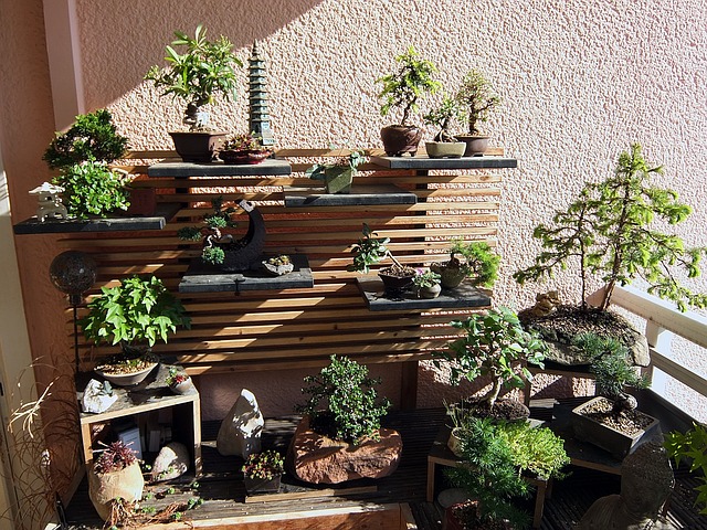 bonsai-garden-1183566_640.jpg