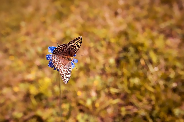 butterfly-1698965_640.jpg