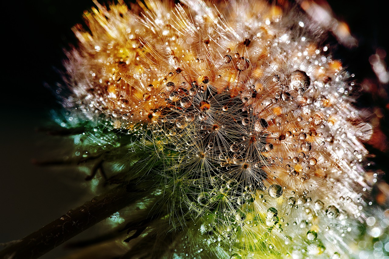 dandelion-3094349_1280.jpg