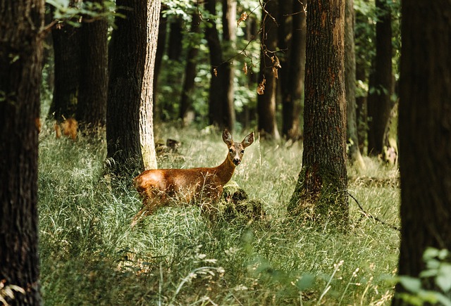 deer-5406930_640.jpg