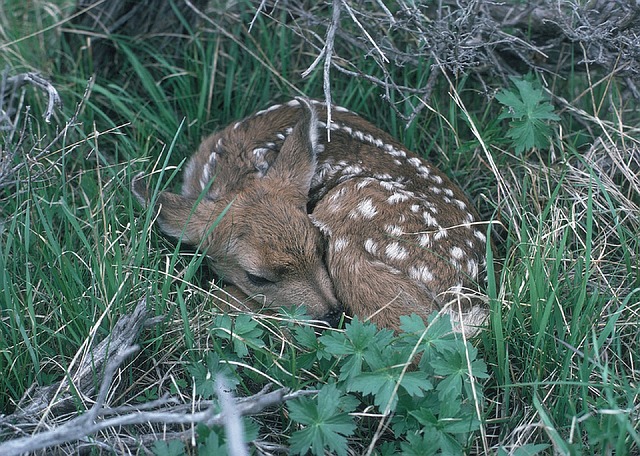 fawn-1086054_640.jpg