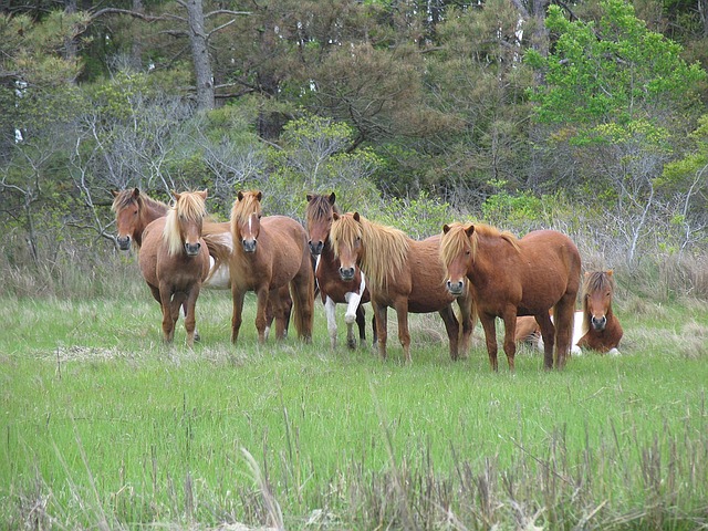 feral-horses-1522463_640.jpg