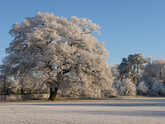 frost-992917_640.jpg