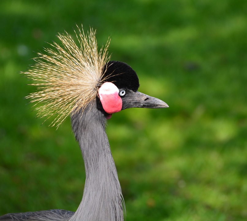 grey-crowned-crane-338834_960_720.jpg