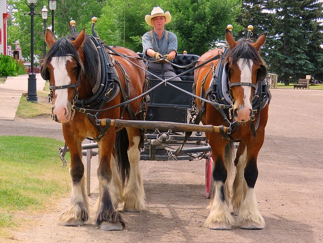 horse-drawn-carriage-1493660_640.jpg