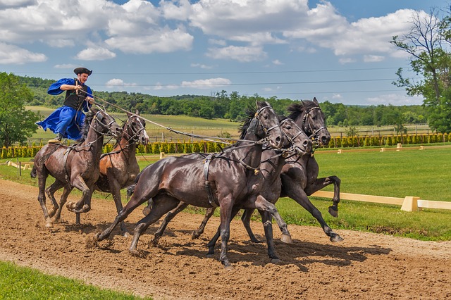 horses-394205_640.jpg