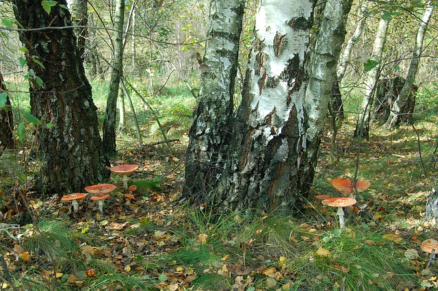 mushrooms-1231605_640.jpg