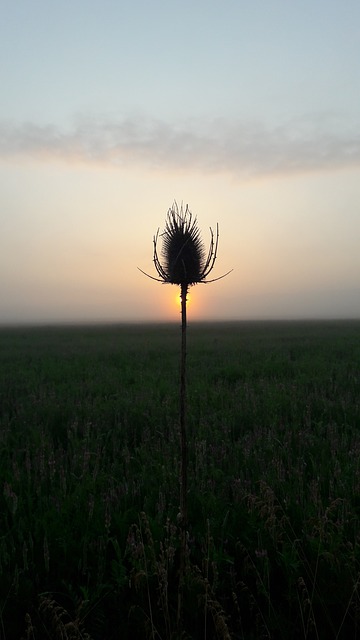 thistle-3408164_640.jpg