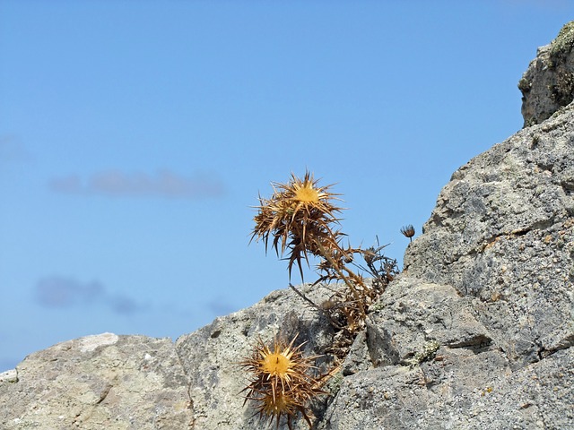 thistle-480866_640.jpg