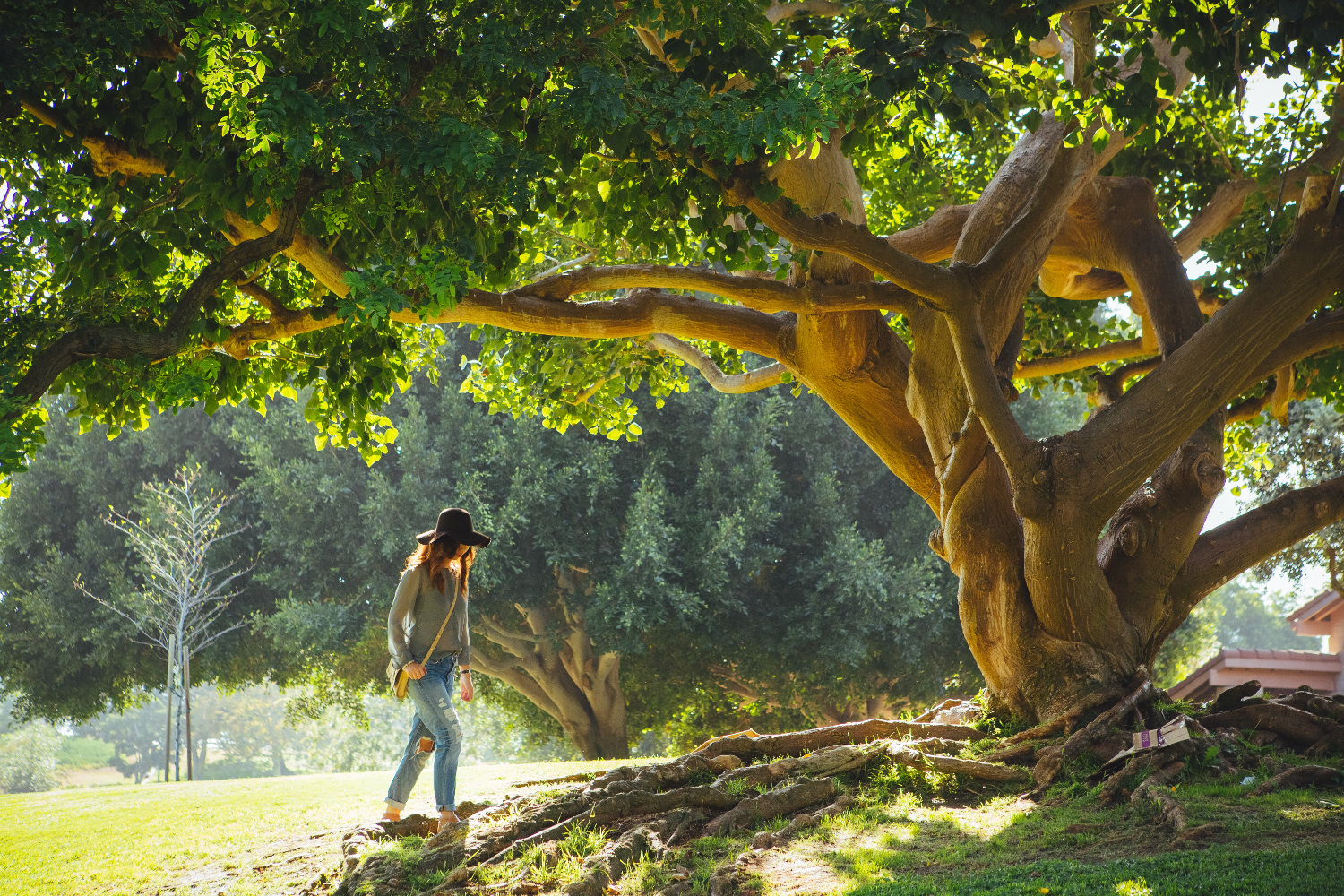 tree_roots_lake_2.jpg