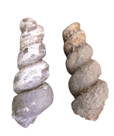 cerithium.png