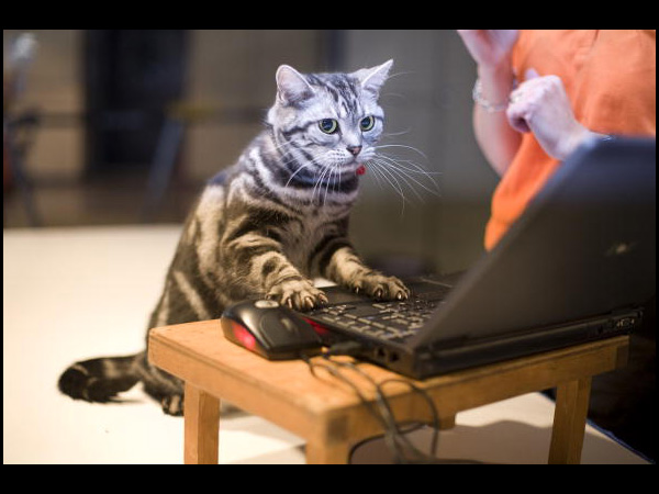 catComputer.jpg