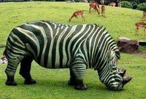 rino.jpg