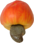 115px-cashew_brazil_fruit_3.png