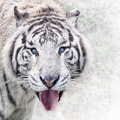 1975-től napjainkig egyetlen ugrással – fehér tigrisen