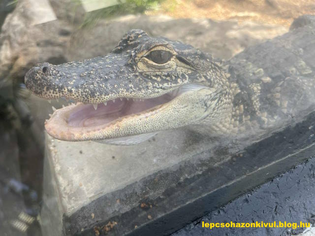 aligator_igazi.jpg