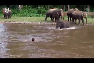 #napicukiság: Vizimentő elefántbébi