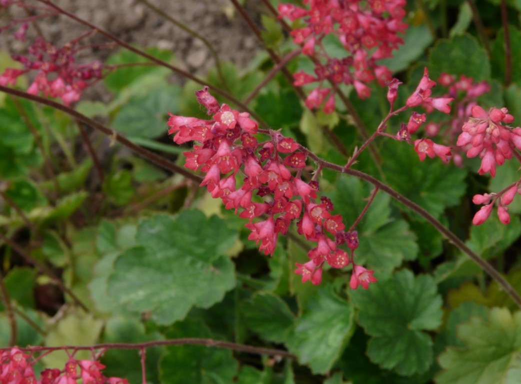 heuchera.jpg