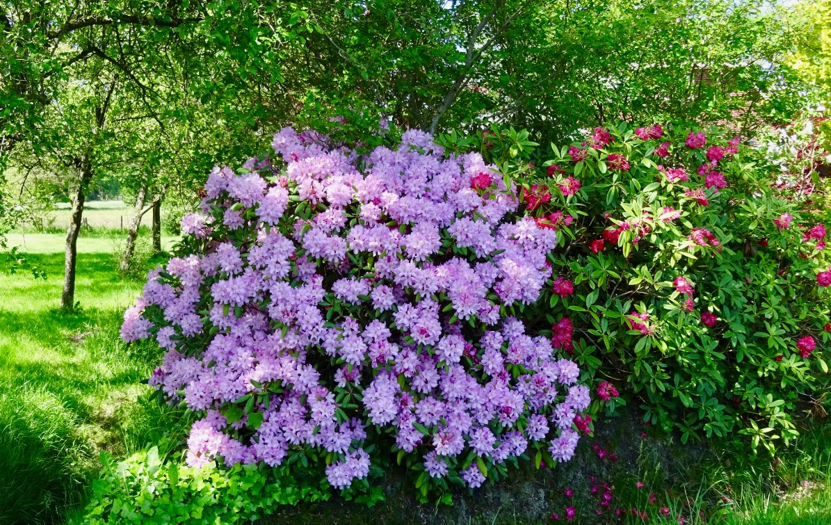 rododendron.jpg