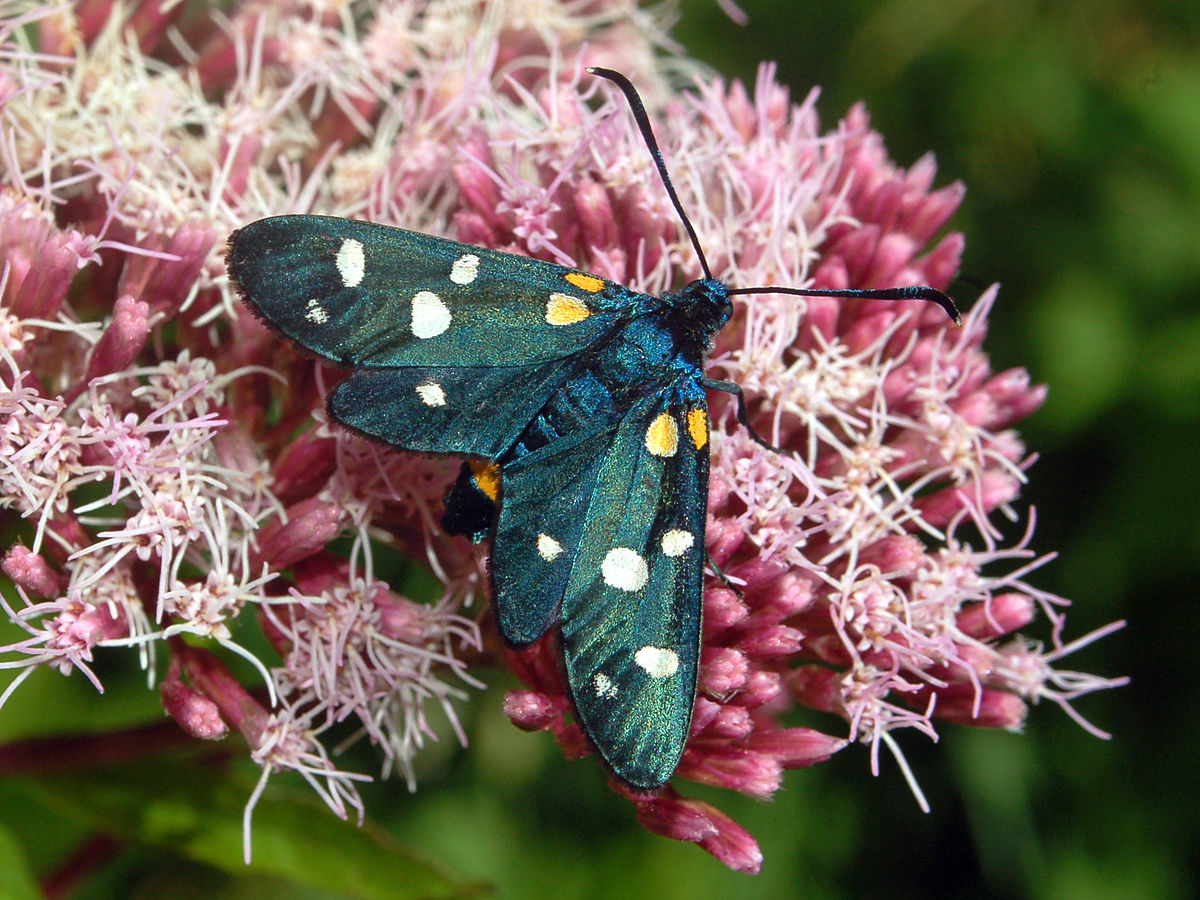 1200px-zygaenidae_zygaena_ephialtes.JPG