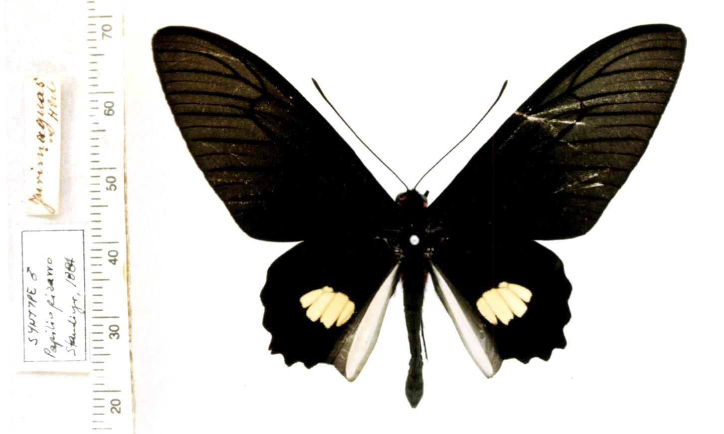 parides0422.jpg