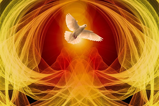 dove-4191376_640.jpg
