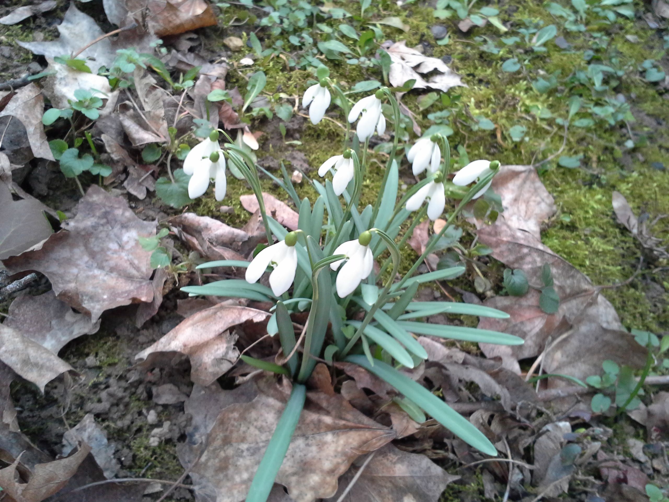 schneeglockchen1.jpg