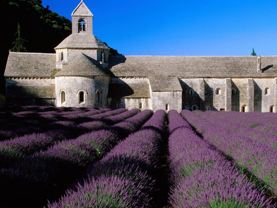 Bastide de Sénanque mező Provence.jpg