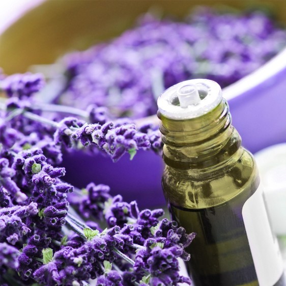 aromatherapy-essential-oils.info.jpg