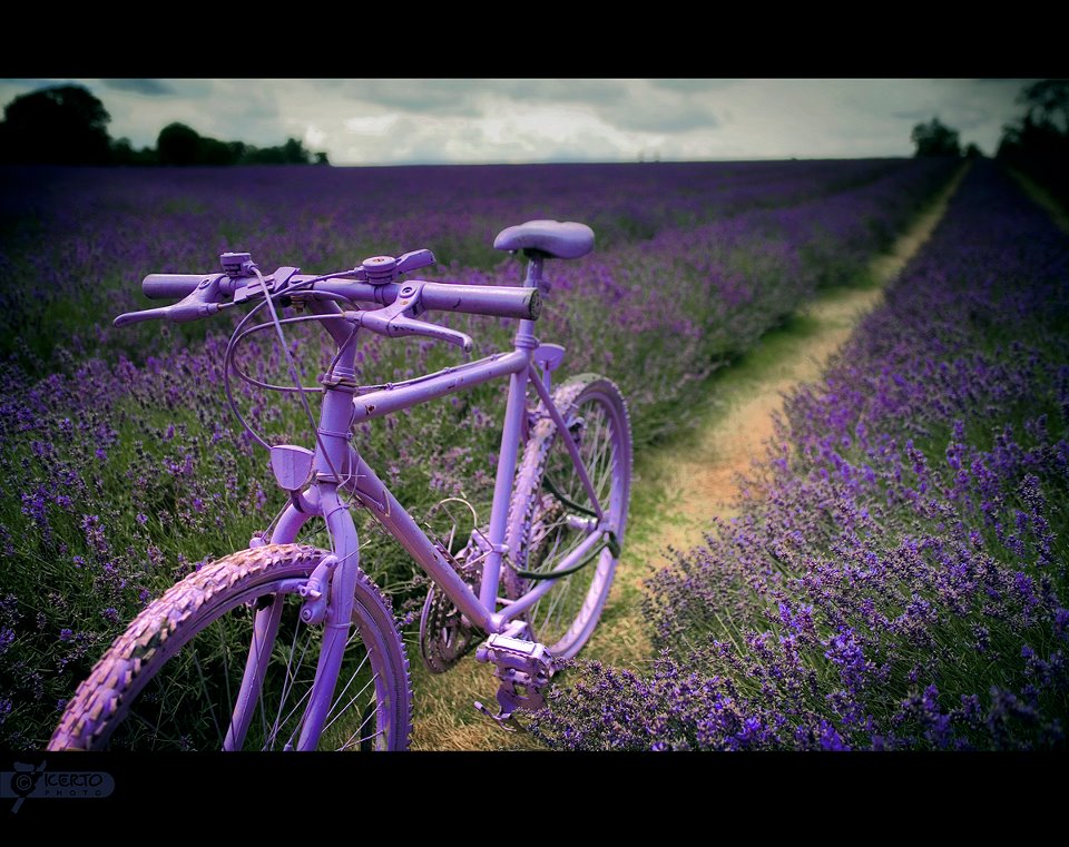 kerto.co.uk lila bicikli a levendulásban_1.jpg