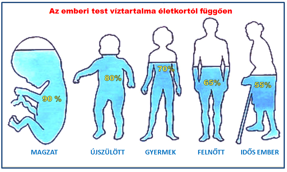 emberi-test-viztartalma.png