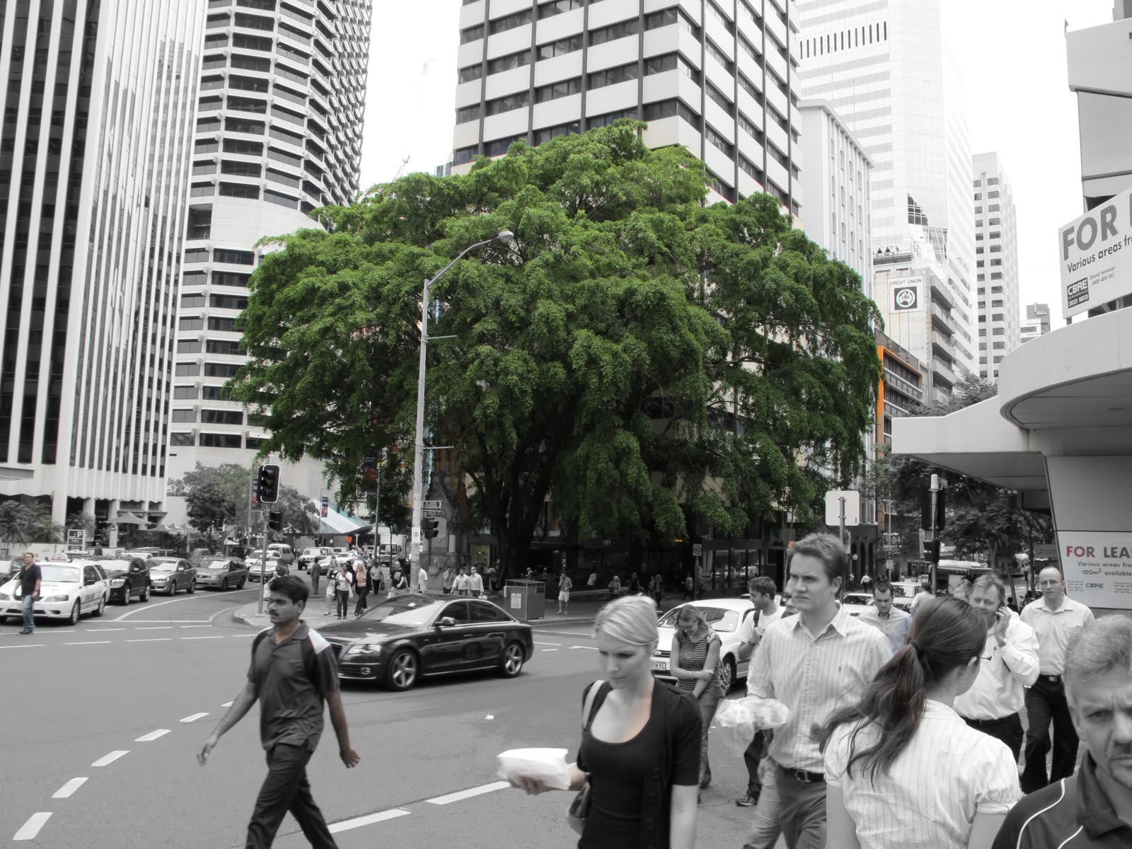 brisbane-city_tree.jpeg