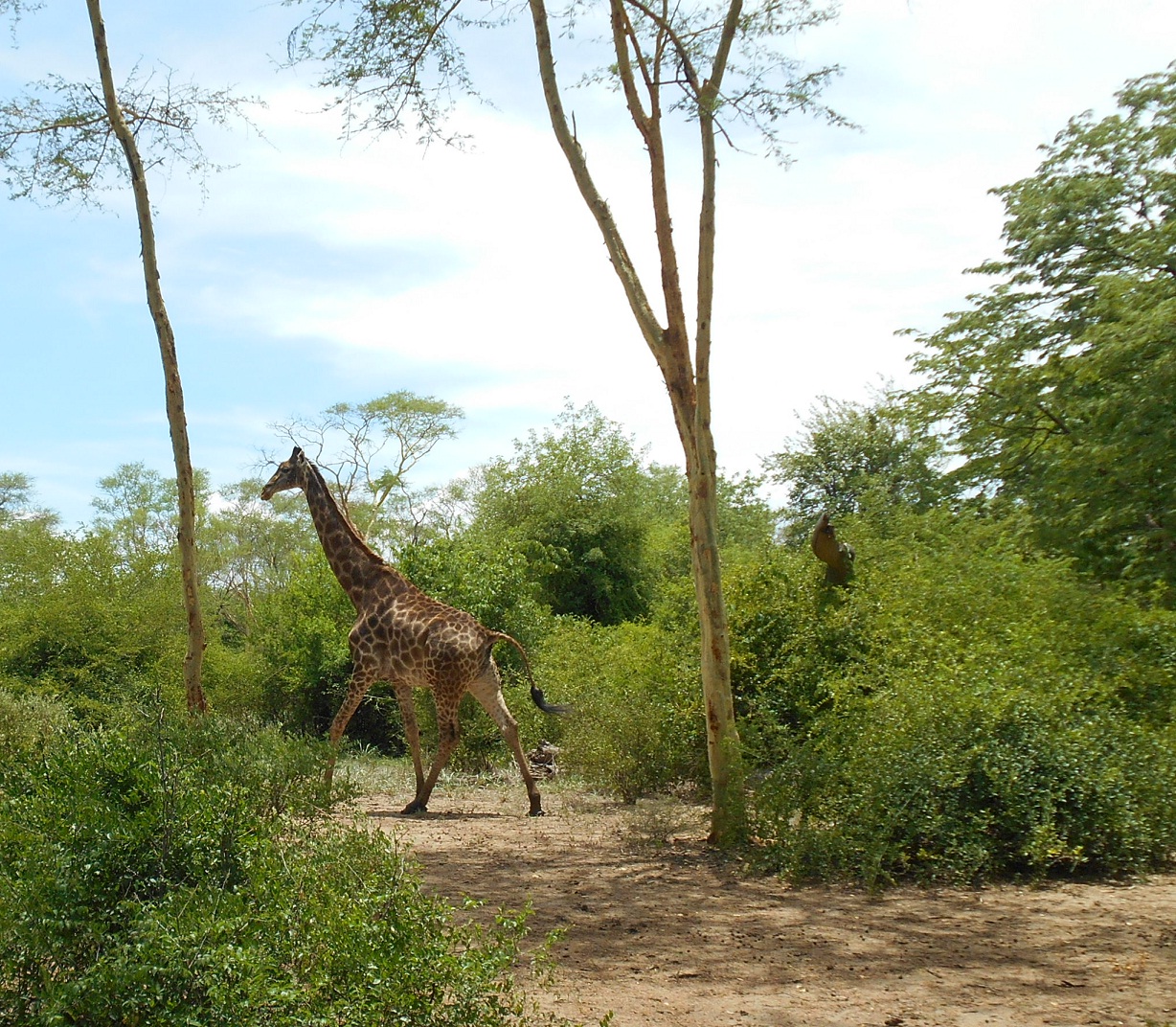 giraffe.jpg