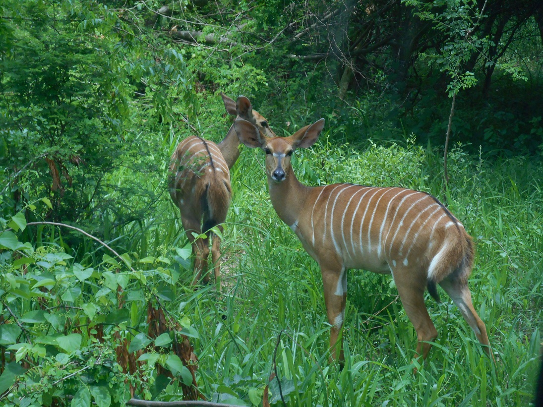 nyala.jpg