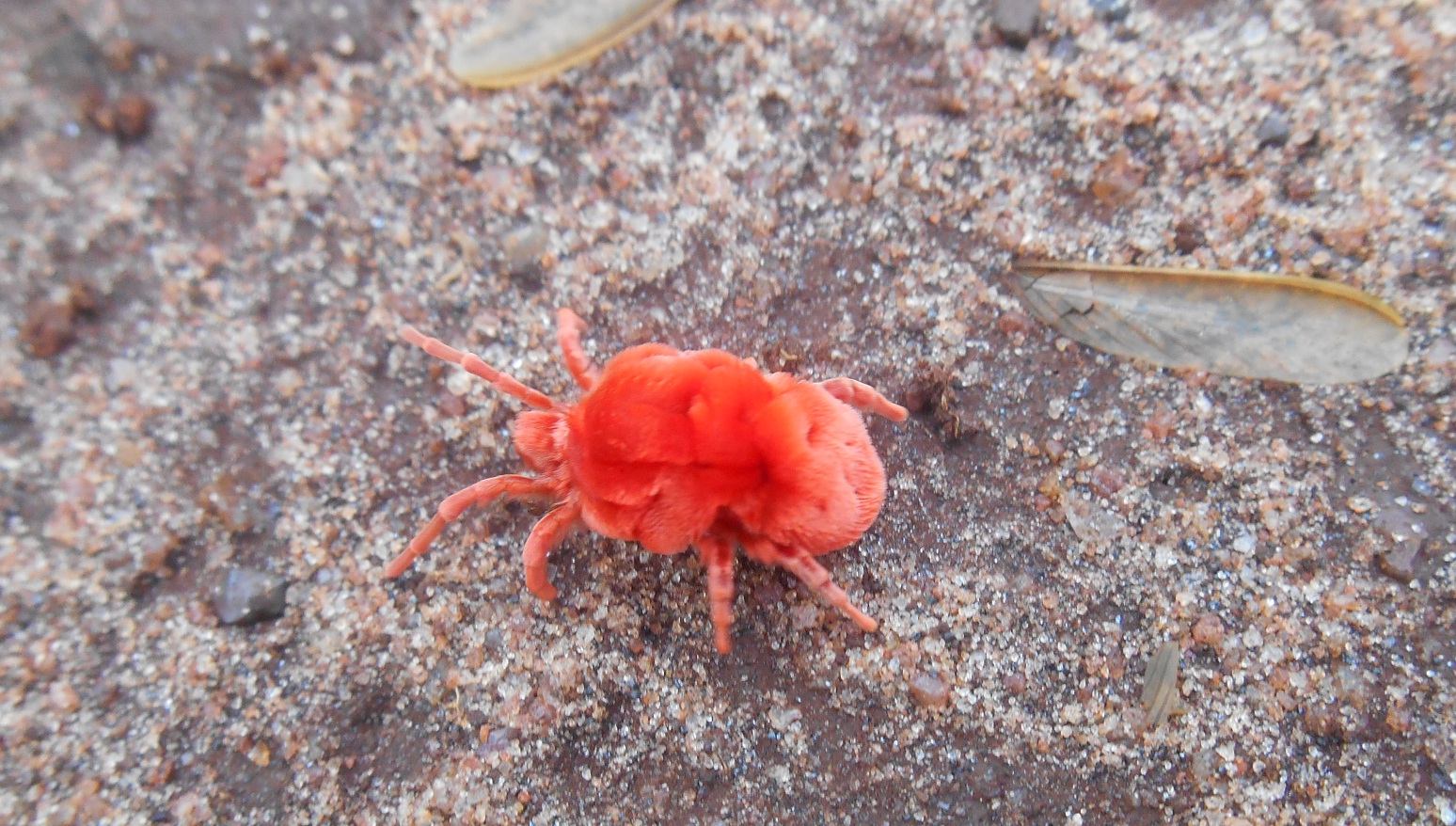 redbug.jpg