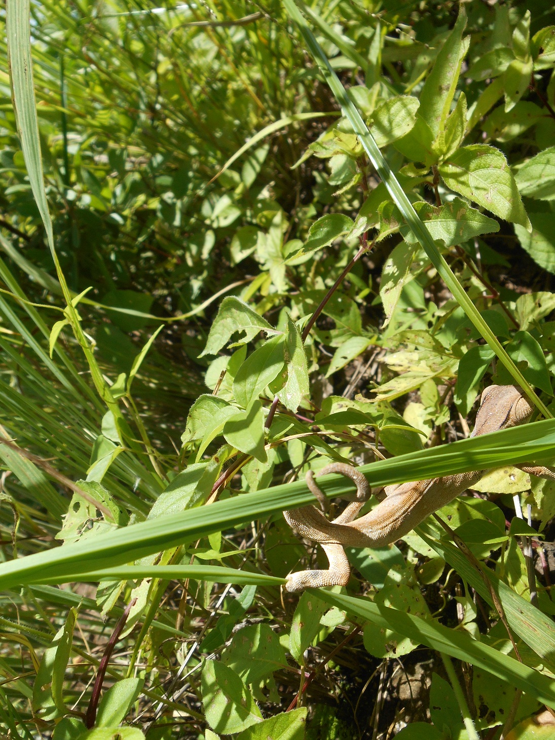 running cameleon.jpg