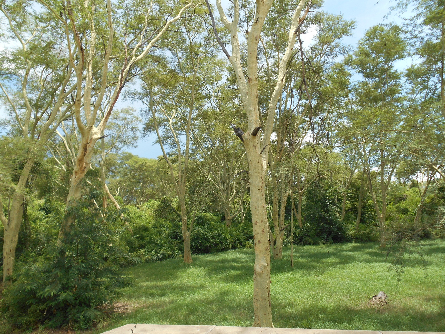yellowfevertrees.jpg