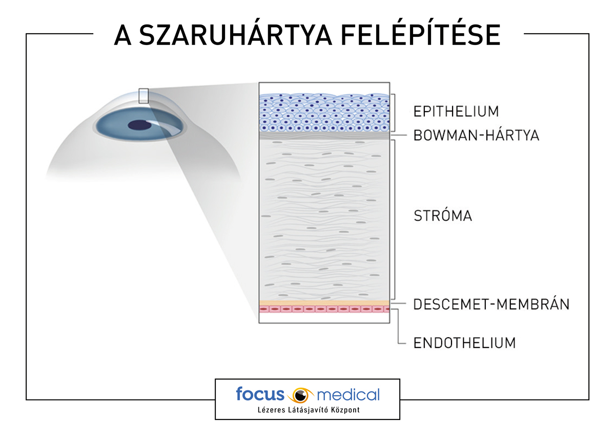 a-szaruhartya-felepitese_1.jpg