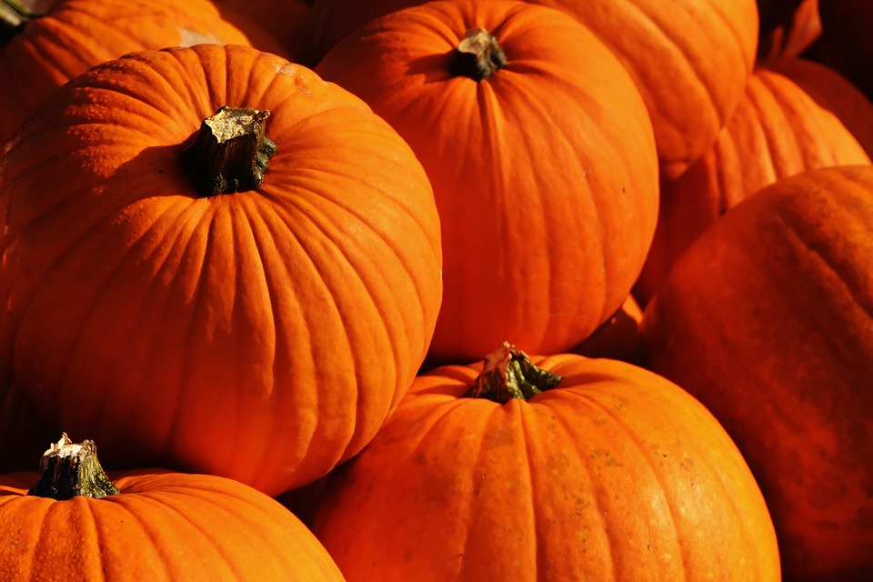 pumpkins-1659946_960_720.jpg