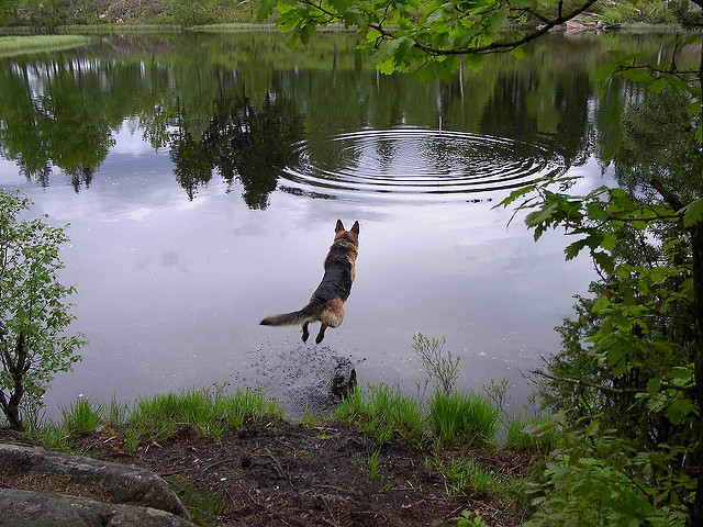 dog-jumping.jpg
