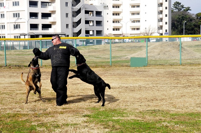 dog-school.jpg