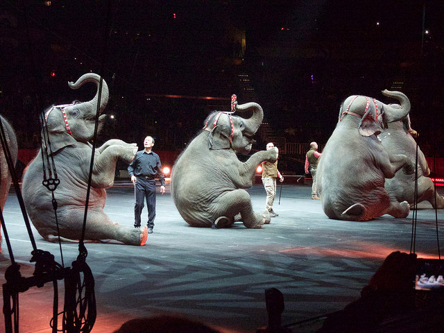 elephants-in-circus.jpg