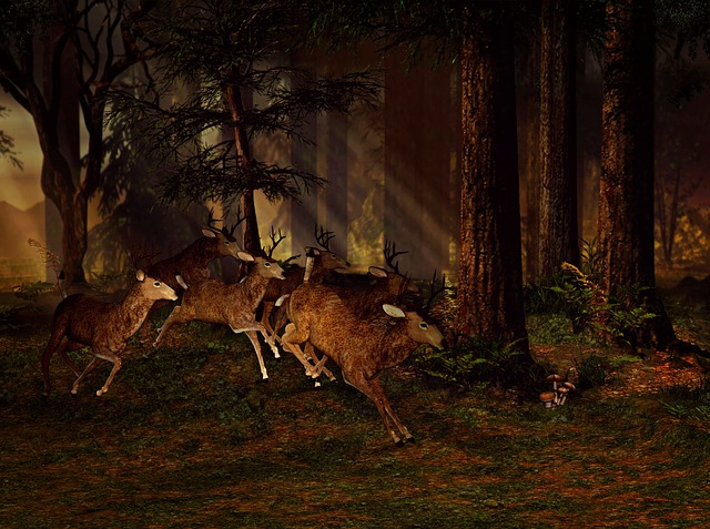 deer-hunting.jpg
