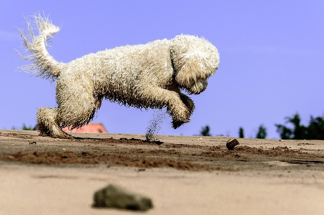 playful-golden-doodle.jpg