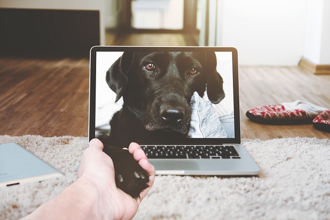 dog-and-laptop.jpg