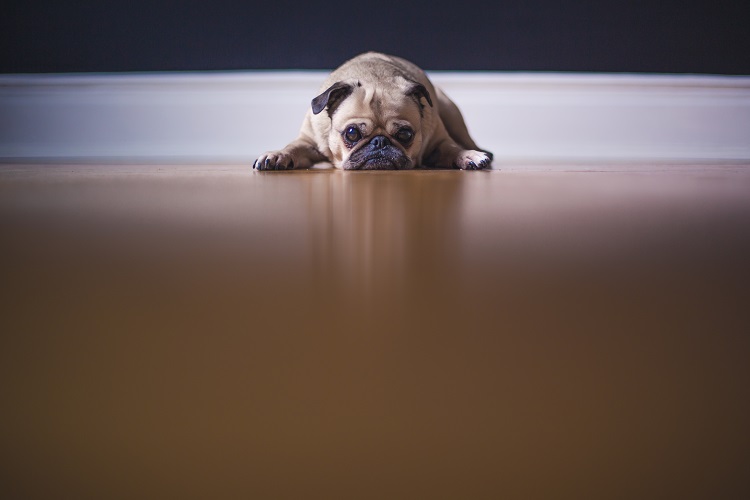 mopsz.jpg