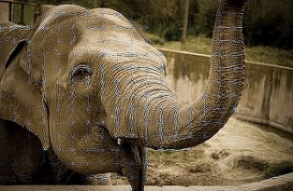 neveto-elefant.jpg