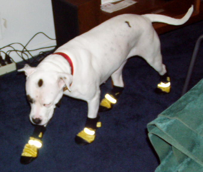 dog-with-booties.jpg