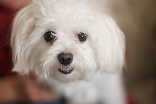 maltese-indoor.jpg