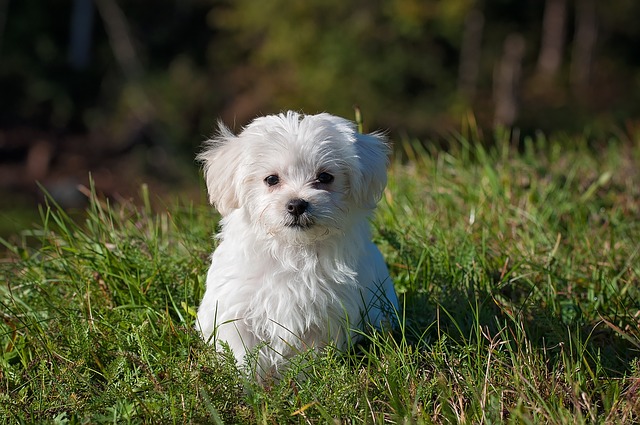 maltese.jpg